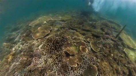 corals in Tagalog .